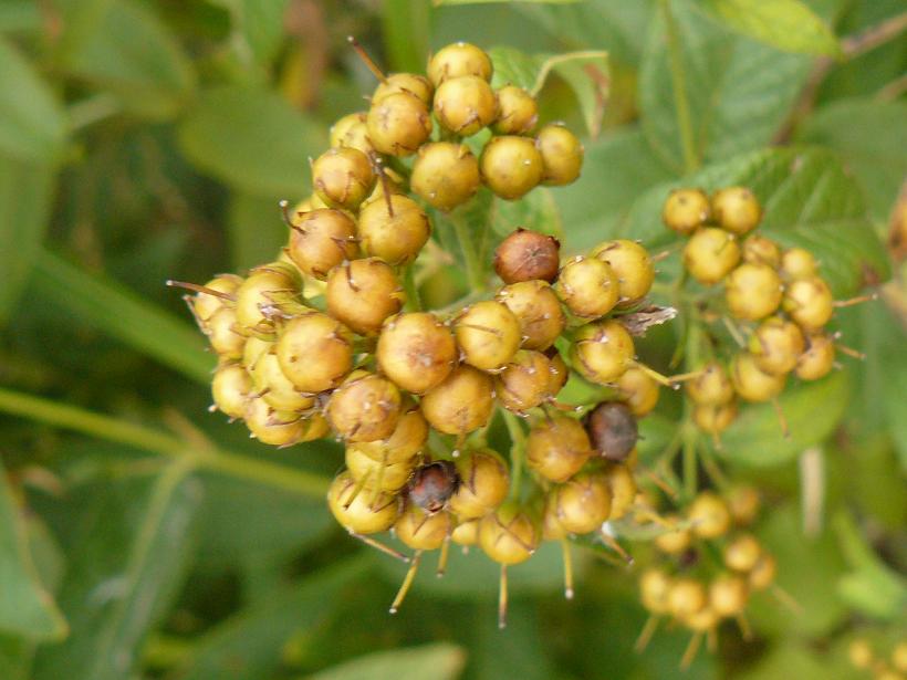 Lysimachia vulgaris / Mazza d''oro comune (frutti)